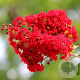 Lagerstroemia i. Best Red 125-150 cm 20L