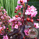 Lagerstroemia i. Lavender Lace 100-125 cm 20L