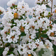 Lagerstroemia i. Neige d'Été 250-300 cm cont. 110L