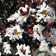 Lagerstroemia i. Pure White 150-175 cm 20L