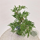 Rubus frut. 'Thornless Evergreen' 75-80 cm 2,5L
