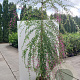 Lespedeza thunbergii 200-250 cm 20L met stok