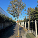 Ligustrum japonicum 250-300 cm cont. 80L
