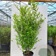 Ligustrum oval. 'Aureum' 175-200 cm 20L