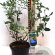 Lonicera c. kamtschatica 100-125 cm 20L