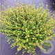 Lonicera nit. Scoop 50-60 cm 20L bol