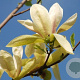 Magnolia 'Banana Split' 200-250 cm 20L