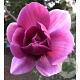 Magnolia 'Ian's Red' 200-250 cm 20L
