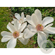Magnolia 'Joli Pompon' 175-200 cm 20L