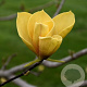 Magnolia 'Judy Zuk' 175-200 cm 20L