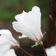 Magnolia kobus 'Fastigiata' 200-250 cm 20L beveerd 