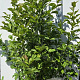 Magnolia kobus 175-200 cm 20L