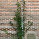 Malus 'Red Sentinel' 150-175 cm 20L