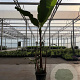 Musa basjoo 250-300 cm cont. 80L