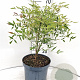 Nandina domestica 125-150 cm 20L