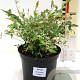 Nandina d. 'Twilight' 80-90 cm 35L