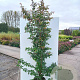 Parrotia persica 'Bella' 175-200 cm 20L