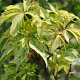 Parthenocissus q. Star Showers 200-250 cm 20L 3 stok