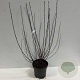 Physocarpus opulif. Lady in Red 175-200 cm 20L