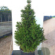 Picea a. 'Ohlendorffii' 40-50 cm 20L breed