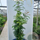 Pistacia chinensis 250-300 cm cont. 110L