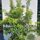 Pieris 'Forest Flame' 100-125 cm 20L