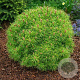 Pinus 'Gaelle Brégeon' 30-40 cm 20L breed
