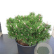 Pinus mugo 'Humpy' 70-80 cm cont. 80L breed