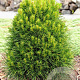 Pinus sylv. 'Green Penguin' 50-60 cm 20L