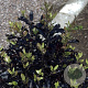 Pittosporum t. Dark Diva 80-100 cm 20L