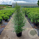 Pittosporum tenuifolium 100-125 cm 20L