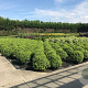 Pittosporum ten. 'Golf Ball' 60-70 cm 20L breed