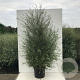 Pittosporum ten. 'Green Elf' 125-150 cm 20L