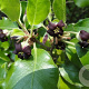 Pittosporum ten. 'Macrophyllum' 125-150 cm 20L