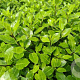 Pittosporum ten. 'Midget' 60-70 cm 20L breed