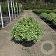 Pittosporum ten. 'Silver Ball' 60-70 cm 20L breed