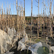 Prunus d. 'Hauszwetsche' GM 50L dubbele u vorm