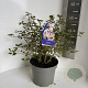 Prunus incisa 'Kojou-no-mai' 40-50 cm 5,0L