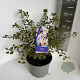 Prunus incisa 'Kojou-no-mai' 40-50 cm 5,0L