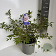 Prunus incisa 'Mikinori' 30-40 cm 5,0L