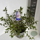 Prunus incisa 'Mikinori' 30-40 cm 5,0L