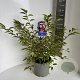 Prunus incisa 'Paean' 30-40 cm 5,0L