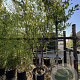 Prunus serrula 250-300 cm 50L