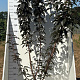 Prunus ser. 'Royal Burgundy' 175-200 cm 20L