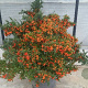 Pyracantha 'Navaho' 150-175 cm 20L