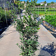 Quercus ilex 125-150 cm 20L