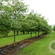 Quercus phellos 200-250 cm 20L