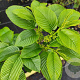 Rhamnus imeretina 175-200 cm cont. 110L