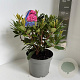 Rhododendron 'Marie Forte' 40-50 cm 5,0L
