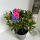 Rhododendron 'Marie Forte' 40-50 cm 5,0L